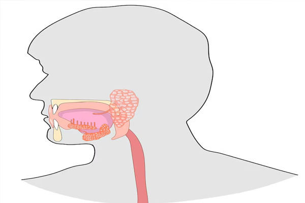 Salivary Gland Surgery